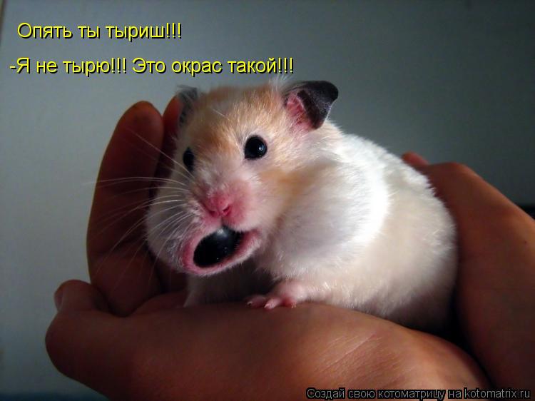 Котоматрица: Опять ты тыриш!!! -Я не тырю!!! Это окрас такой!!!