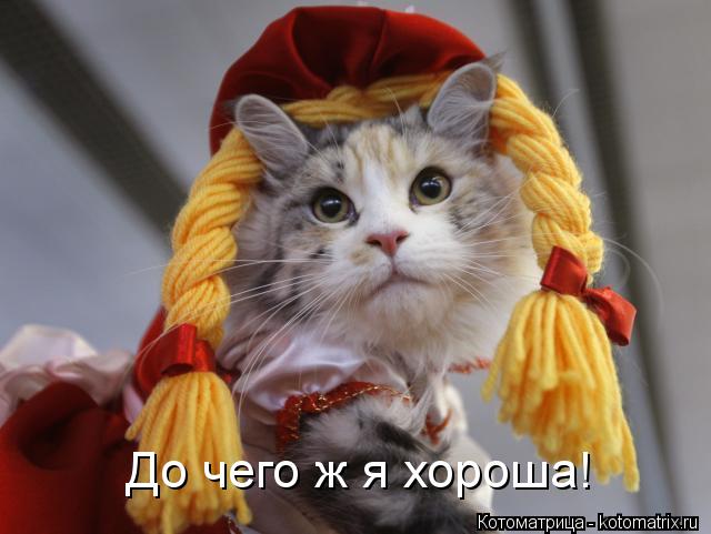 До чего ж я хороша!... Котоматрица: До чего ж я хороша!