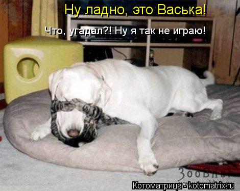Котоматрица: Ну ладно, это Васька! Что, угадал?! Ну я так не играю!