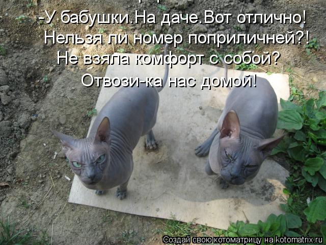 Котоматрица: -У бабушки.На даче.Вот отлично! Нельзя ли номер поприличней?! Не взяла комфорт с собой? Не взяла комфорт с собой? Отвози-ка нас домой!