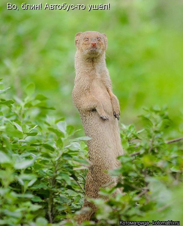 Котоматрица: Во, блин! Автобус-то ушёл!
