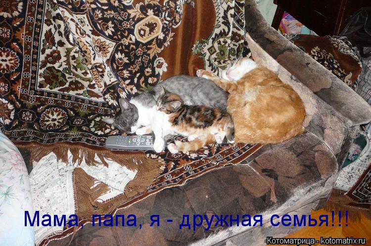 Котоматрица: Мама, папа, я - дружная семья!!!