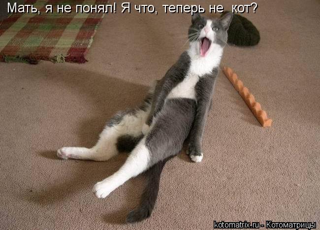 Мать, я не понял! Я что, теперь не кот?... Котоматрица: Мать, я не понял! Я что, теперь не кот?
