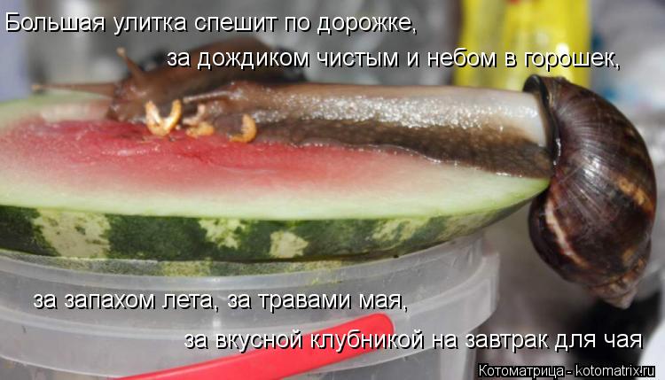 Котоматрица: Большая улитка спешит по дорожке,  за дождиком чистым и небом в горошек,   за запахом лета, за травами мая,   за вкусной клубникой на завтрак д