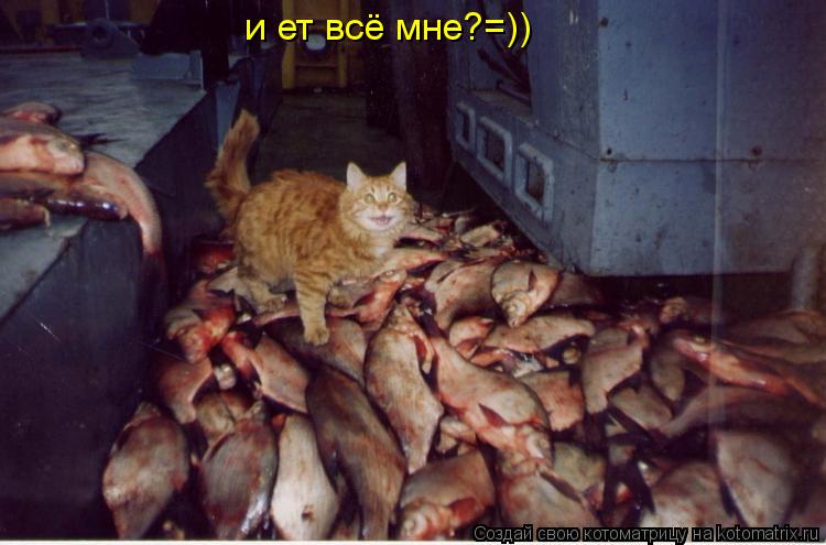 Котоматрица: и ет всё мне?=))