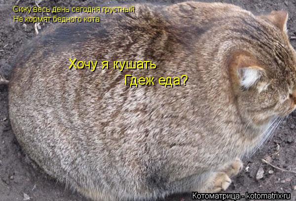 Сижу весь день сегодня грустный Не кормят бедного кота Хочу я кушать Гдеж еда?... Котоматрица: Сижу весь день сегодня грустный Не кормят бедного кота Хочу я кушать Гдеж еда?