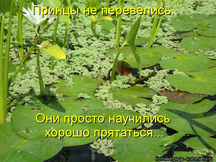 Котоматрица: Принцы не перевелись. Они просто научились хорошо прятаться...