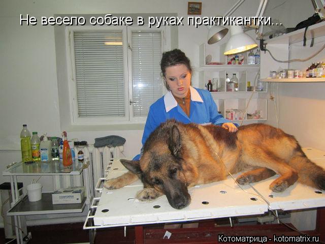 Котоматрица: Не весело собаке в руках практикантки...