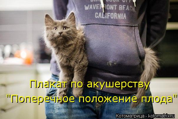 Котоматрица: Плакат по акушерству "Поперечное положение плода"