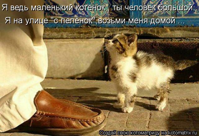 Котоматрица: Я на улице "с пелёнок",возьми меня домой ... Я ведь маленький котёнок , ты человек большой .
