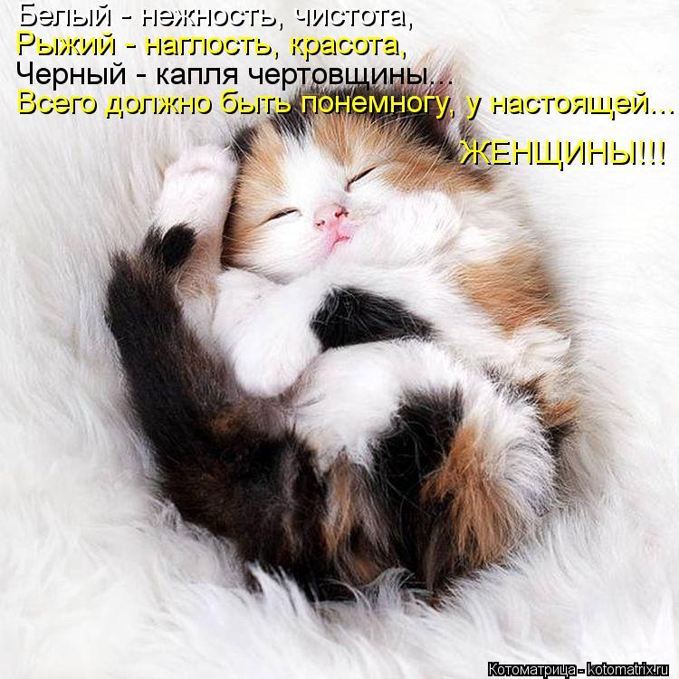 Котоматрица: Белый - нежность, чистота, Рыжий - наглость, красота, Черный - капля чертовщины... Всего должно быть понемногу, у настоящей... ЖЕНЩИНЫ!!!