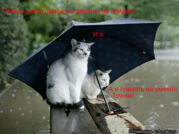 Котоматрица: Походу дела, домой мы сегодня не пойдём  Точняк!  А я плавать не умею!!! И я