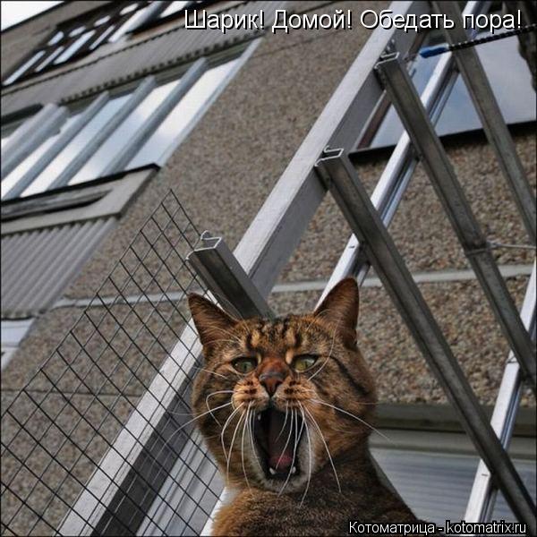 Котоматрица: Шарик! Домой! Обедать пора!