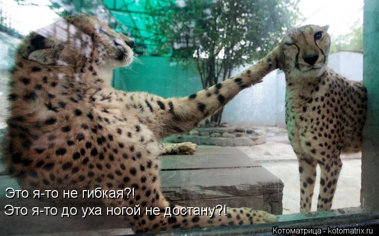 Котоматрица: Это я-то не гибкая?! Это я-то до уха ногой не достану?!