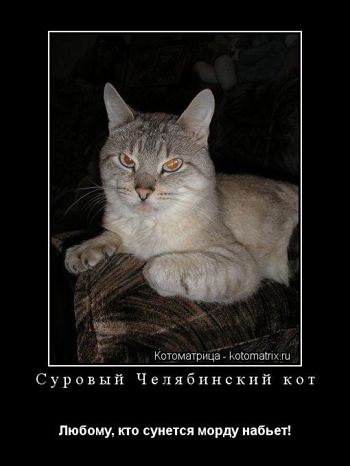 Котоматрица: Суровый Челябинский кот Любому, кто сунется морду набьет!
