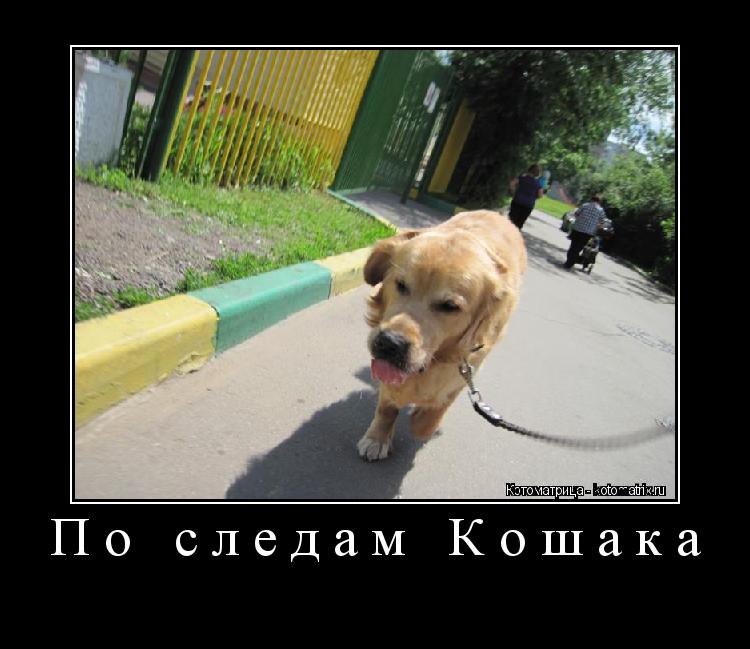 Котоматрица: По следам Кошака 