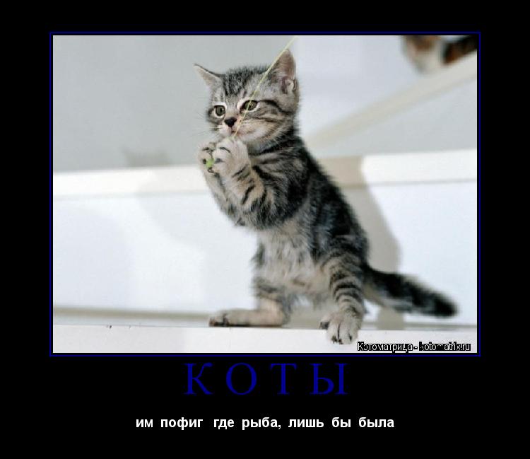 Котоматрица: КОТЫ им  пофиг   где  рыба,  лишь  бы  была