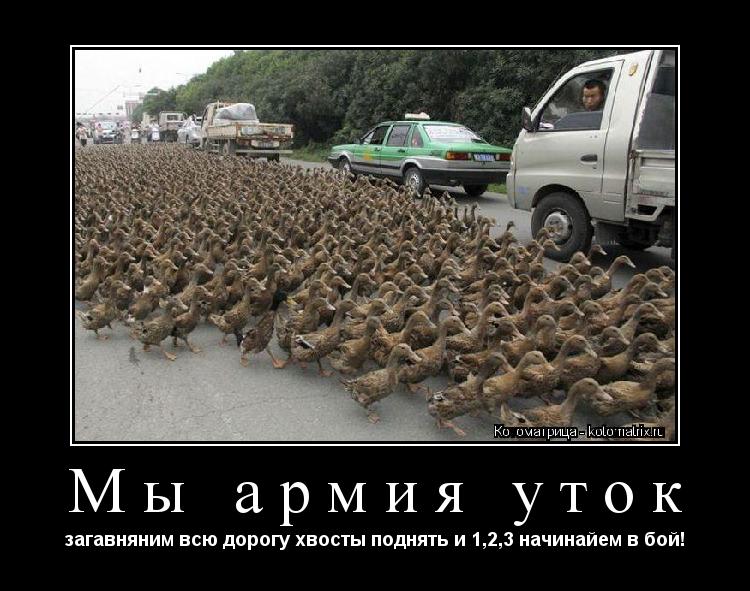 Котоматрица: Мы армия уток загавняним всю дорогу хвосты поднять и 1,2,3 начинайем в бой!