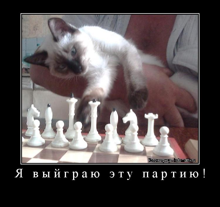 Котоматрица: Я выйграю эту партию! 