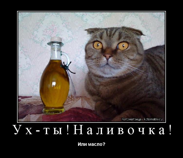 Котоматрица: Ух-ты!Наливочка! Или масло?