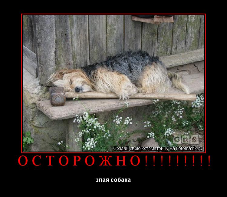 Котоматрица: ОСТОРОЖНО!!!!!!!!! злая собака