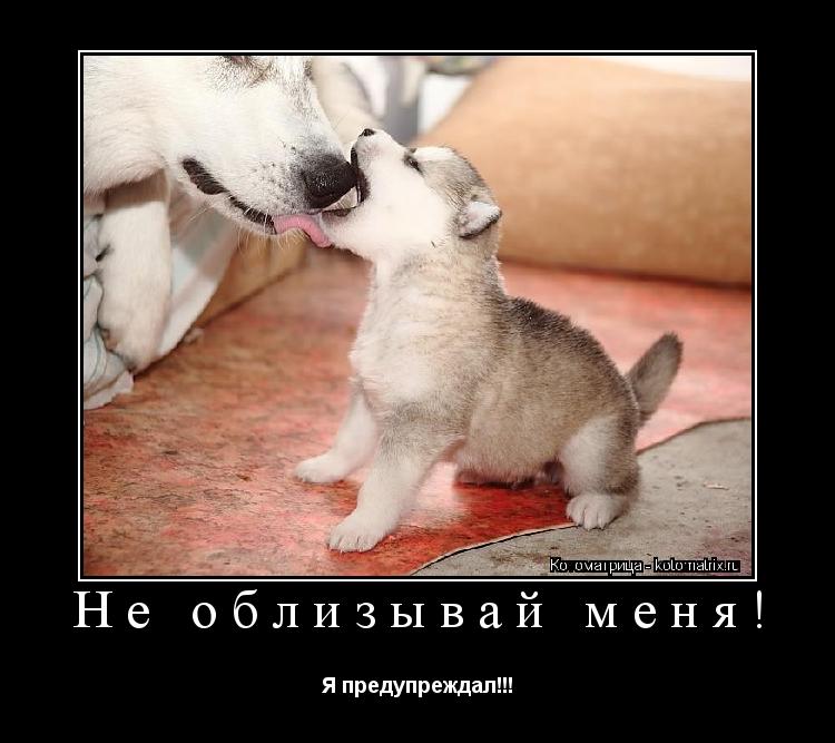 Котоматрица: Не облизывай меня! Я предупреждал!!!