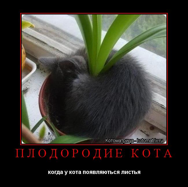 Котоматрица: ПЛОДОРОДИЕ КОТА когда у кота появляються листья