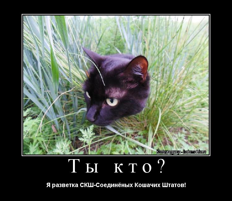 Котоматрица: Ты кто? Я разветка СКШ-Соединёных Кошачих Штатов!