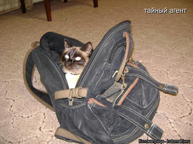 Котоматрица: тайный агент