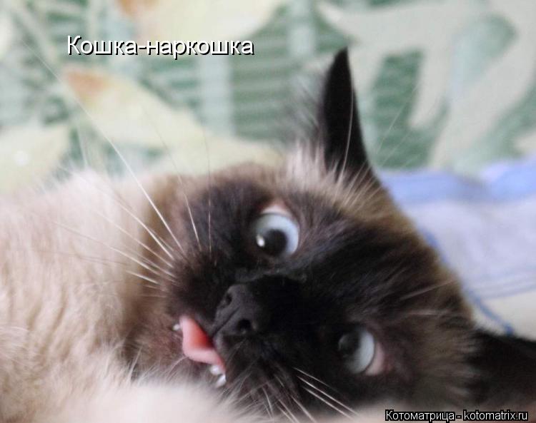 Кошка-наркошка... Котоматрица: Кошка-наркошка