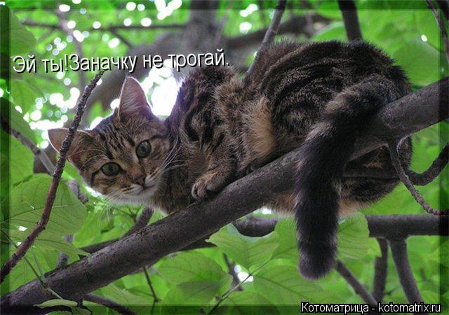 Котоматрица: Эй ты!Заначку не трогай.