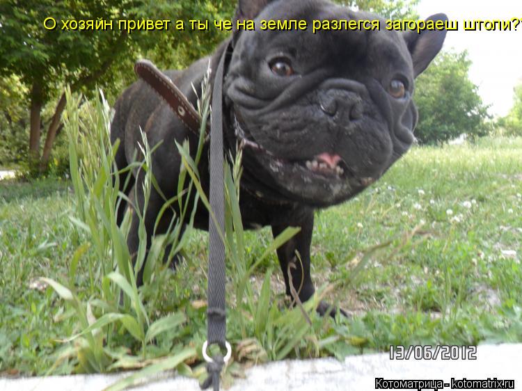 Котоматрица: О хозяйн привет а ты че на земле разлегся загораеш штоли??