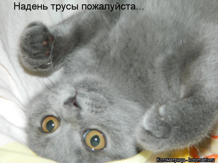 Котоматрица: Надень трусы пожалуйста...