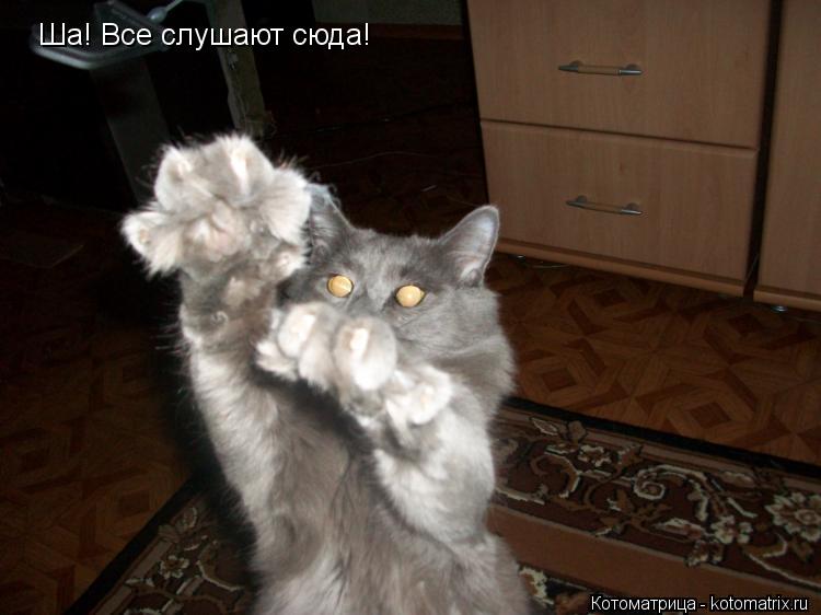 Котоматрица: Ша! Все слушают сюда!