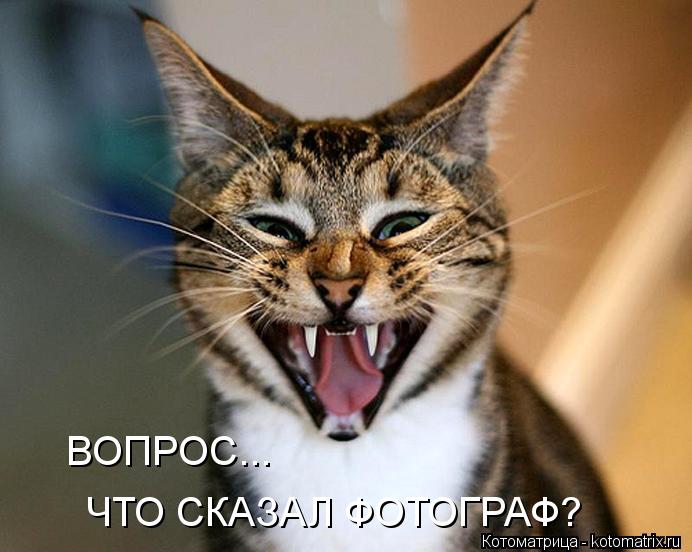Котоматрица: ВОПРОС... ЧТО СКАЗАЛ ФОТОГРАФ?