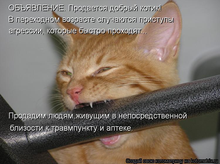 Котоматрица: ОБЪЯВЛЕНИЕ. Продается добрый котик! В переходном возрасте случаются приступы  агрессии, которые быстро проходят... Продадим людям,живущим в