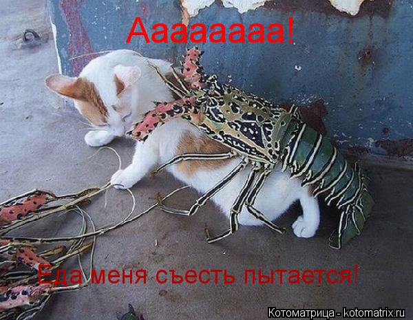 Котоматрица: Аааааааа! Еда меня съесть пытается!