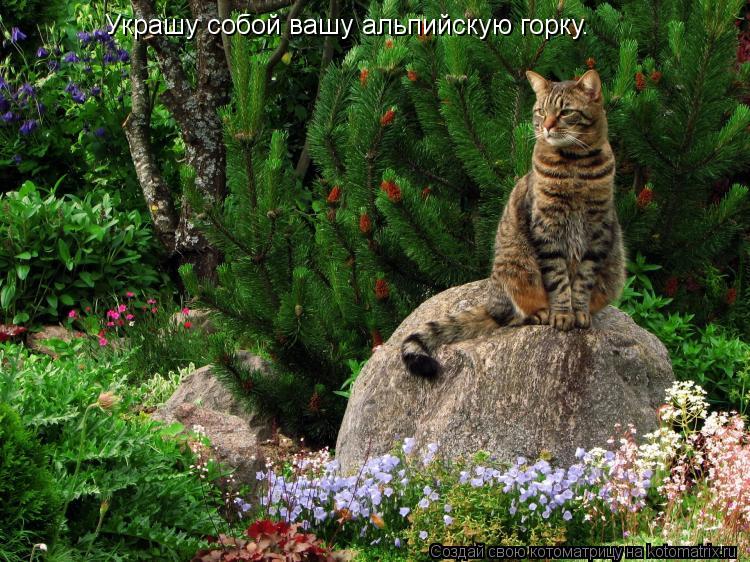 Котоматрица: Украшу собой вашу альпийскую горку.