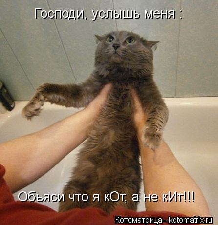 Котоматрица: Господи, услышь меня : Объяси что я кОт, а не кИт!!!