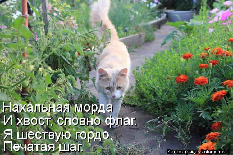 Котоматрица: И хвост, словно флаг. Я шествую гордо, Печатая шаг. Нахальная морда