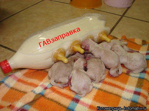 Котоматрица: ГАВзаправка