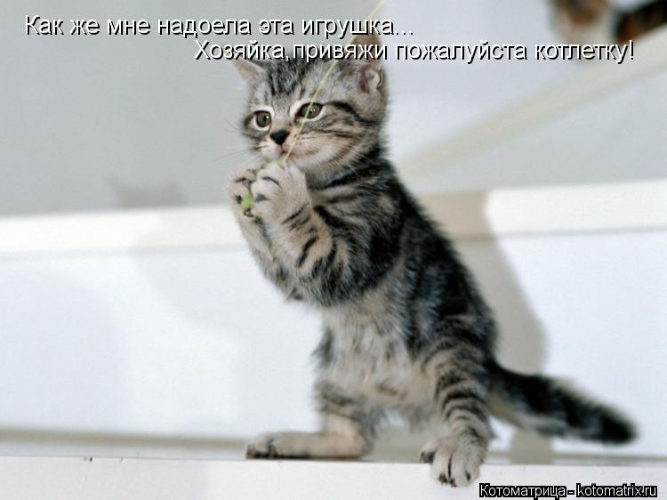 Котоматрица: Как же мне надоела эта игрушка... Хозяйка,привяжи пожалуйста котлетку!
