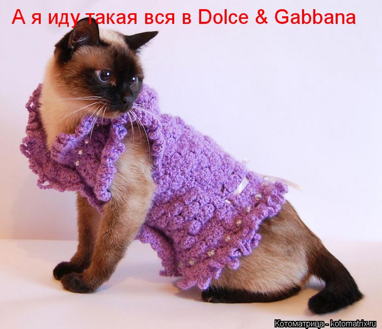 Котоматрица: А я иду такая вся в Dolce & Gabbana