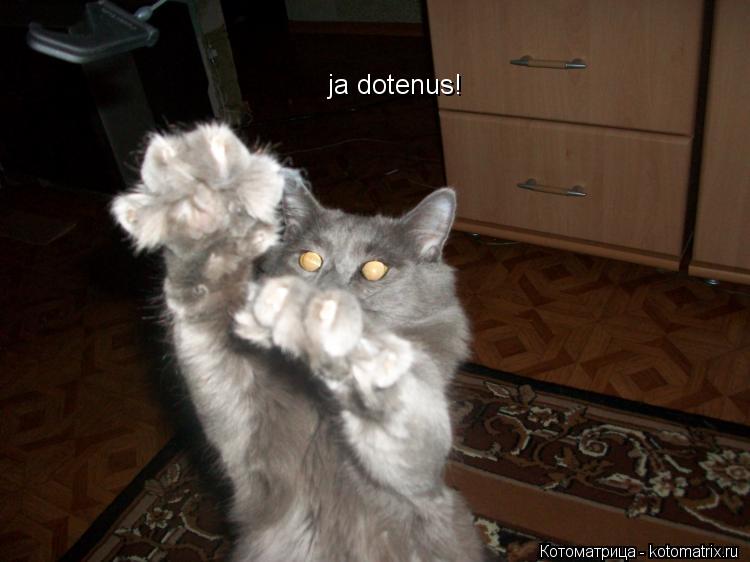 Котоматрица: ja dotenus!