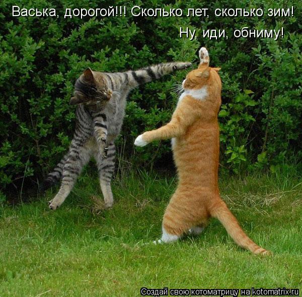 Котоматрица: Васька, дорогой!!! Сколько лет, сколько зим! Ну, иди, обниму!