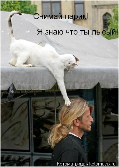Котоматрица: Снимай парик!  Я знаю что ты лысый!