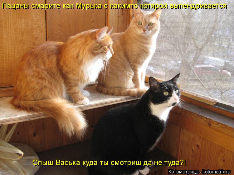 Котоматрица: Пацаны смарите как Мурька с какимто котярой выпендривается Слыш Васька куда ты смотриш да не туда?!