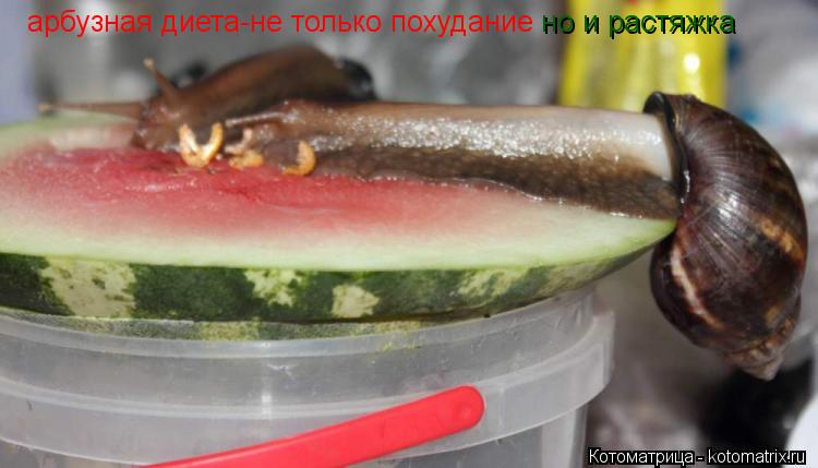 Котоматрица: арбузная диета-не только похудание арбузная диета-не только похудание но и растяжка