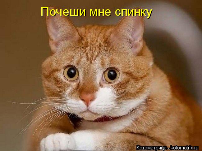 Котоматрица: Почеши мне спинку