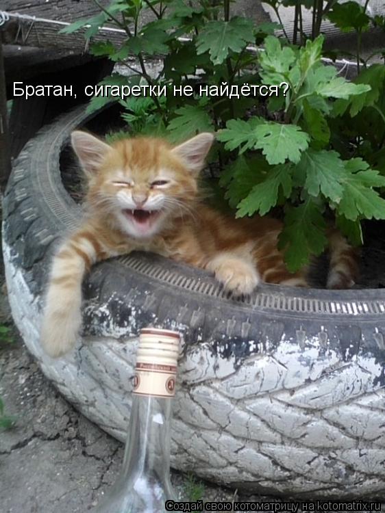 Котоматрица: Братан, сигаретки не найдётся?